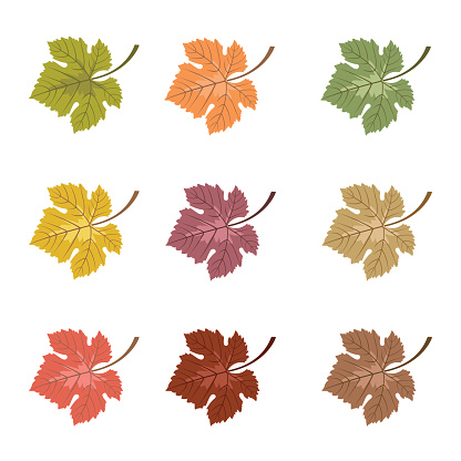 Set of Vector Autumn Leaves in Various Colors - Grape Leaf