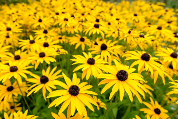 istock Yellow Autumn Daisy Flowers 852364498
