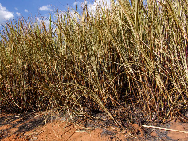 istock Burnt sugarcane plantation 852370684