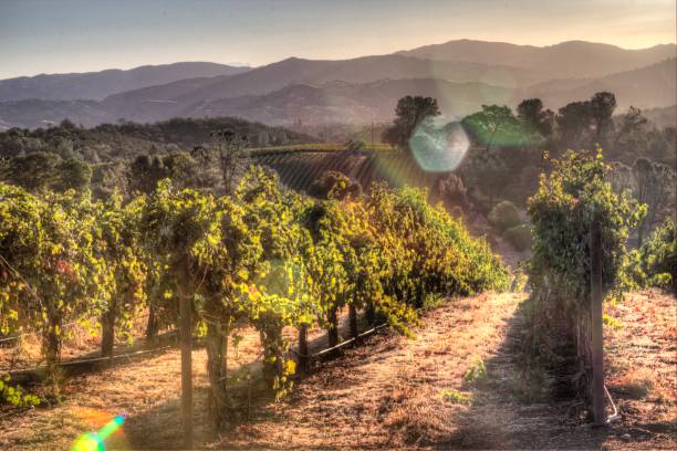 alba in vigna - vineyard sonoma county california panoramic foto e immagini stock