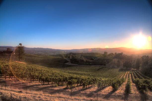 alba in vigna - vineyard sonoma county california panoramic foto e immagini stock