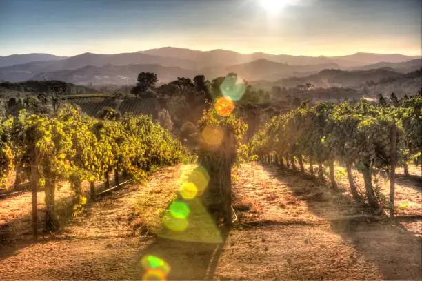Sunrise overlooking a vineyard in Lake County, a tranquil, scenic Northern California wine district. 4K resolution.