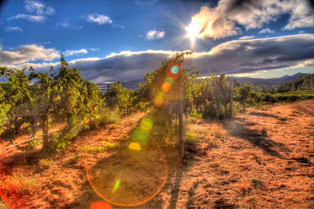 ブドウ園の夜明け  - vineyard panoramic napa valley california ストックフォトと画像