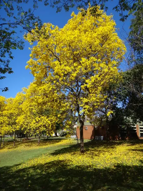 Handroanthus albus is a species of the genus Handroanthus tree. Popurlamente is called in Brazil yellow-ipe-of-saw, ipe gold, ipe-yellow.