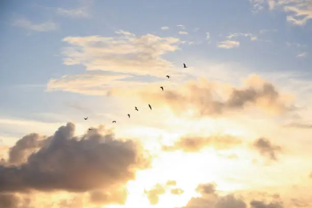Photo of Red birds flying at sunset