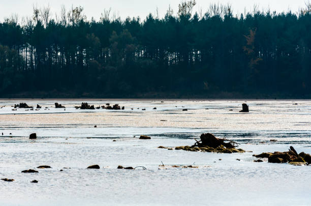 istock Tree stumps contrasted against muddy pond and dark forest. 852408352