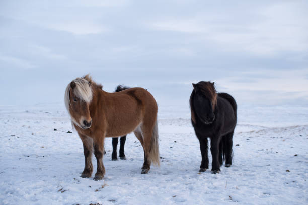 istock Icelandic horses in a farm in winter 852411268