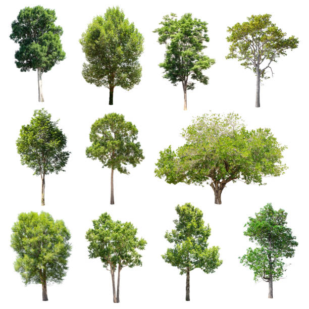 istock Set of isolated trees on white background. 852411438