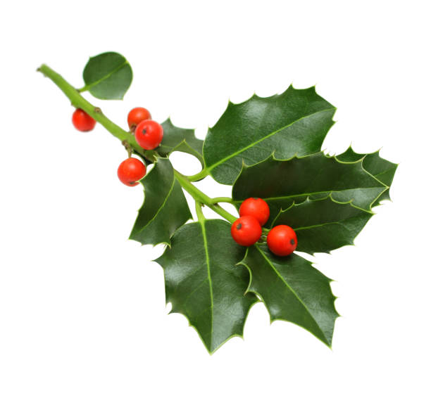 istock Green Christmas holly isolated 852424908