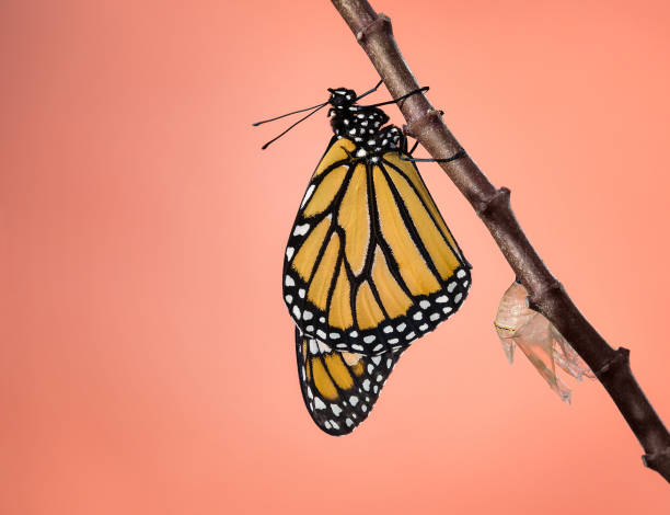 Newly Emerged Monarch butterfly