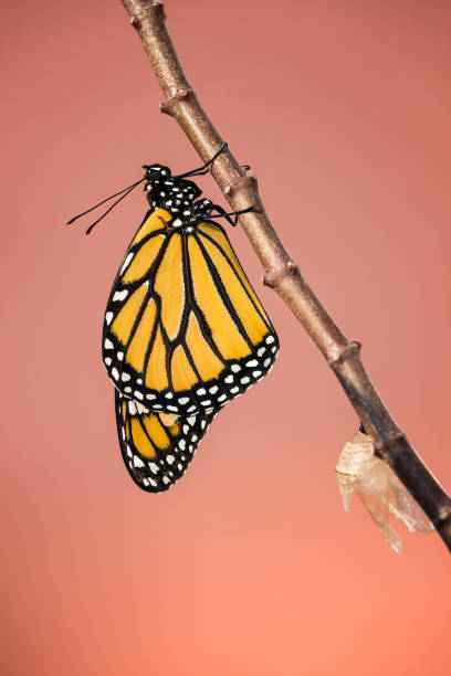 istock Newly Emerged Monarch butterfly 852425748
