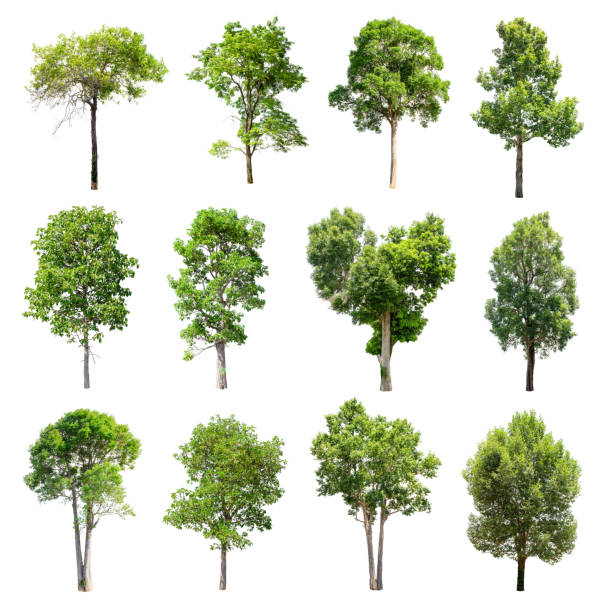 istock Set of isolated trees on whit background. 852426046