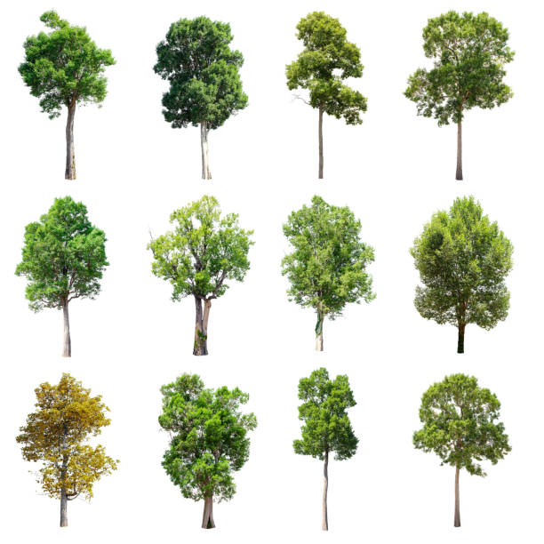 istock Set of isolated trees on whit background. 852426054