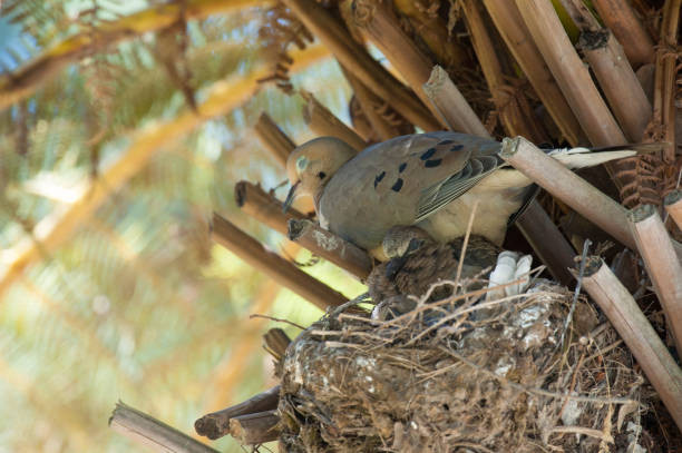 Mourning dove parent and fledgling chicks sleeping in nest.