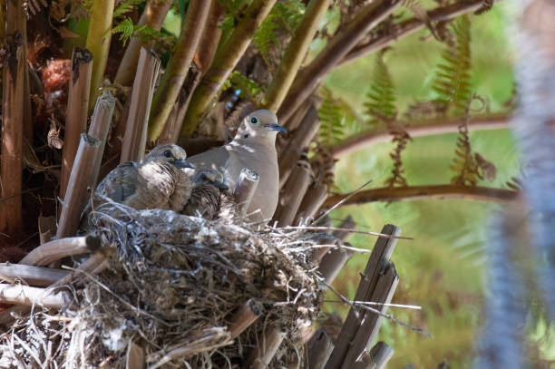 Mourning Dove Family Looking Out from Nest Mourning dove parent and fledgling chicks looking out from nest. fledging stock pictures, royalty-free photos & images