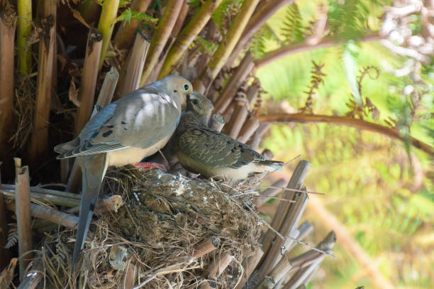 Mourning dove feeding chicks.