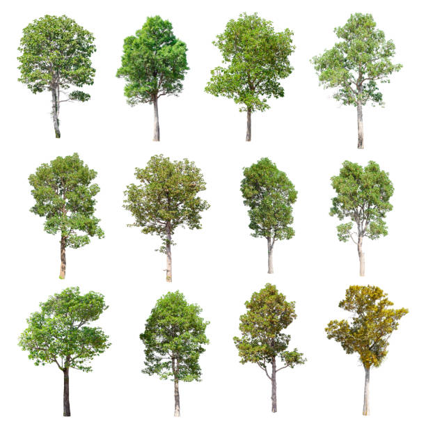 istock Set of isolated trees on whit background. 852426114