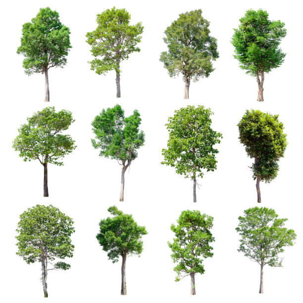 istock Set of isolated trees on whit background. 852426262