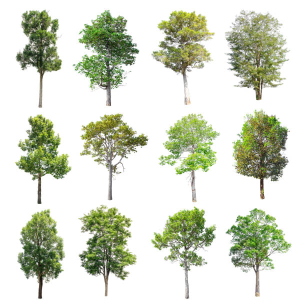 istock Set of isolated trees on whit background. 852426298