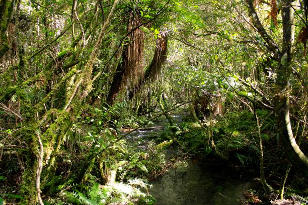 istock Tongariro National Park 852426798