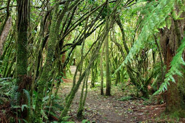 istock Tongariro National Park 852426826