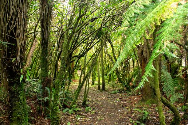istock Tongariro National Park 852426834