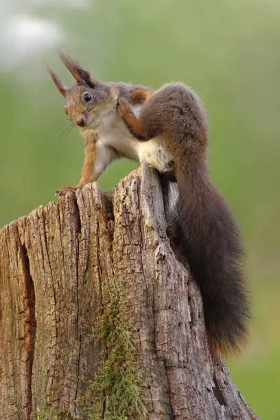 Red squirrel with long fluffy tail is scratching itself on the old tree stump.