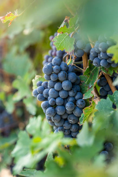 uvas de viñedo rojo en la vid - vine vineyard wine california fotografías e imágenes de stock