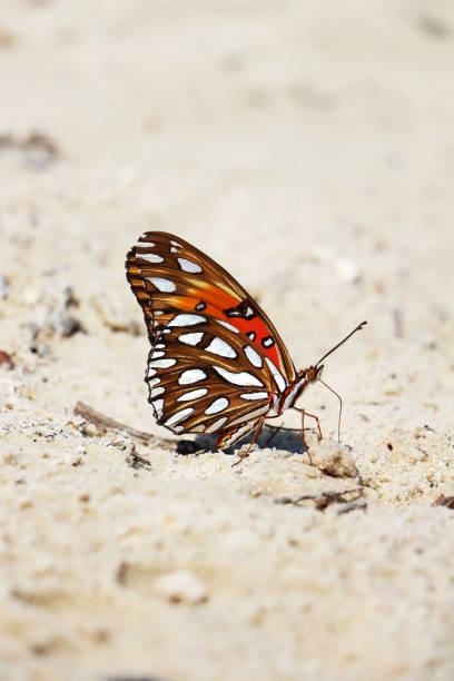Close up shot of butterfly at the beach Resident beach butterfly playing on the sand marie puddu stock pictures, royalty-free photos & images