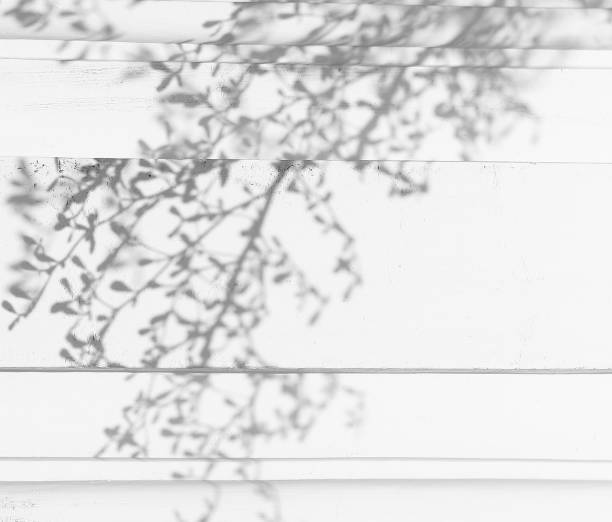 istock shadow of the leaves 852431926
