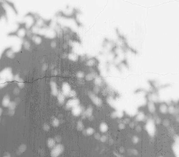 istock shadow of the leaves 852431958