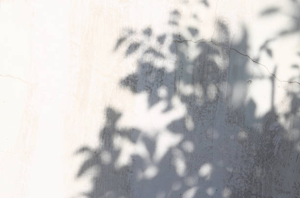 istock shadow of the leaves 852431962