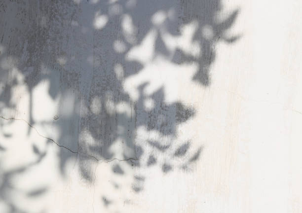 istock shadow of the leaves 852431964