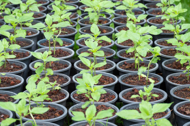 istock Seedlings cultivated in greenhouse after the water them 852431982