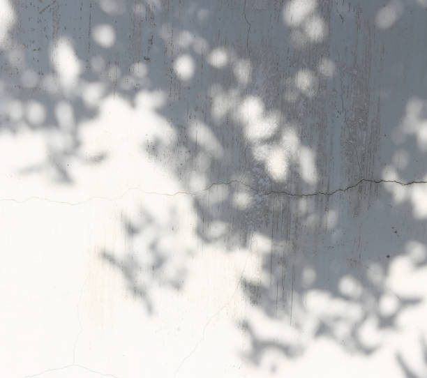 istock shadow of the leaves 852432004