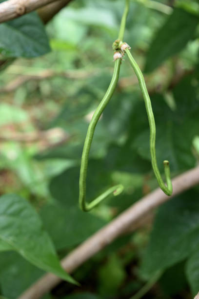 istock Organic yard long bean in garden 852432240