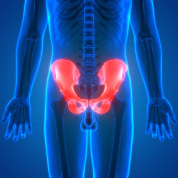 istock Human Body Bone Joint Pains Anatomy (Hip Bone) 852435080