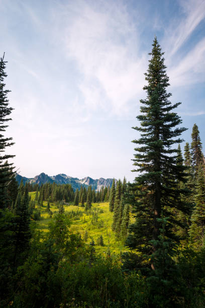 istock Mount Rainier National Park in Washington State 852435124