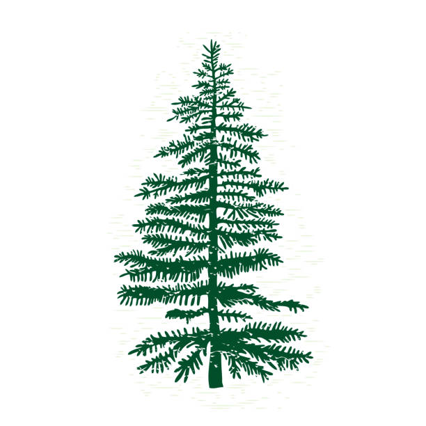 vector