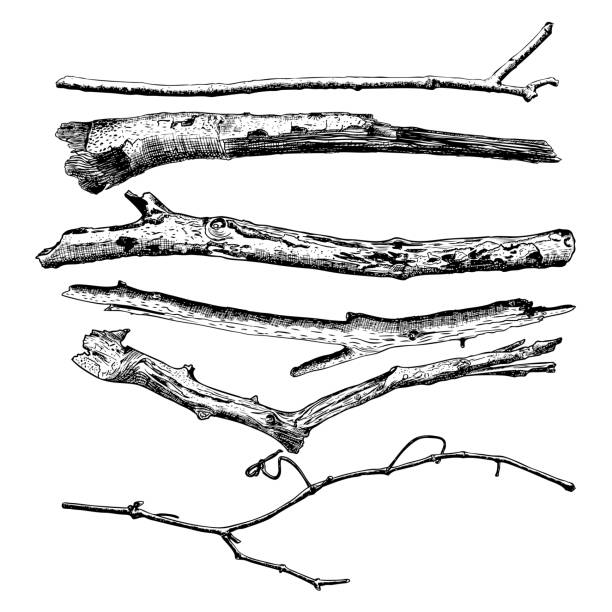 1 階手書きは、流木のインク素朴なデザイン要素のコレクション。木の枝や木の小枝を乾燥します。ビンテージの非常に詳細なクラシック インクの図面は、刻まれたスタイルでアートをバンドルします。ベクトル。 - stick wood isolated tree点のイラスト素材／クリップアート素材／マンガ素材／アイコン素材