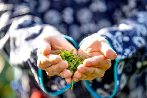 young chinese woman working in tea plantation