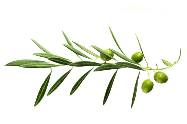 levendige olijfboom tak met bessen op wit - olijfblad stockfoto's en -beelden