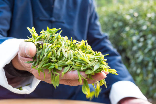 istock old asian man makes green tea in tea plantation 852443288