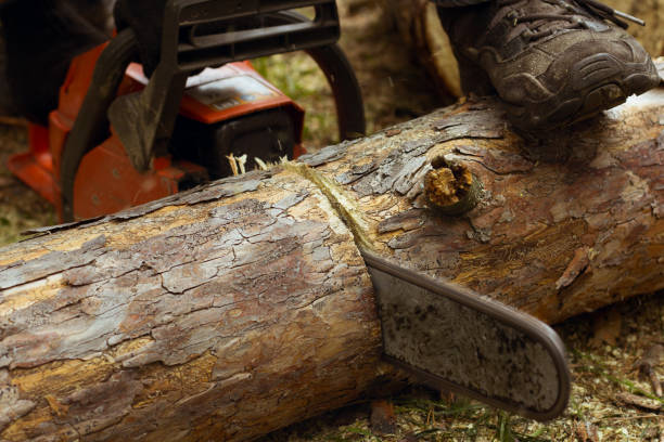 istock Man sawing a log in his back yard. 852446130
