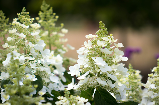 Beautiful garden of blooming Panicled Hydrangea native of China, Korea, Japan and Russia.