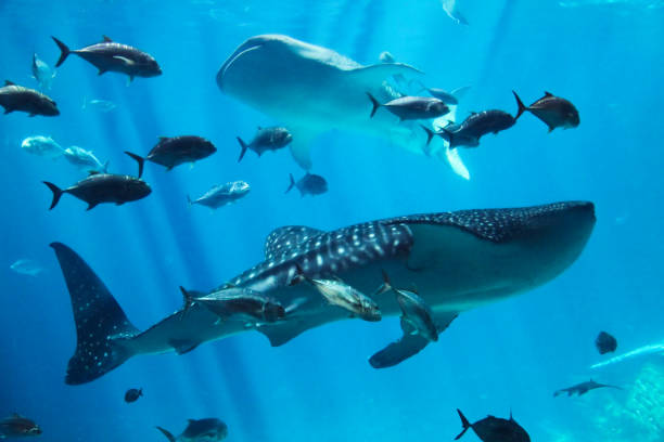 istock Whale shark in water 852452738