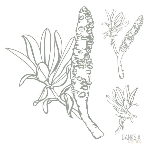 ilustrações de stock, clip art, desenhos animados e ícones de banksia seed pods vector illustration on a white background - stamen