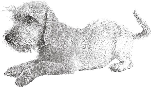 welpen, die darauf warten, angenommen werden. terrier dackel mischlingshund. - mixed breed dog illustrations stock-grafiken, -clipart, -cartoons und -symbole