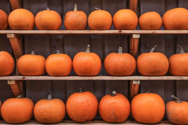 Many squashes on wooden shelves. The picture was made in Beelitz, Germany.