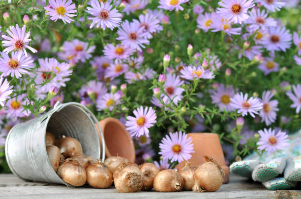 bulbs of flowers on a gardening table in front of pink flowers